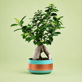 Buy Plants Online